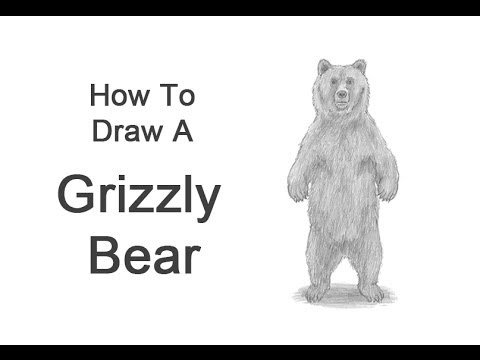 picture How To Draw A Bear Standing Up image result for draw a polar bear