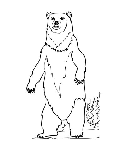photo How To Draw A Bear Standing Up how to draw a bear standing