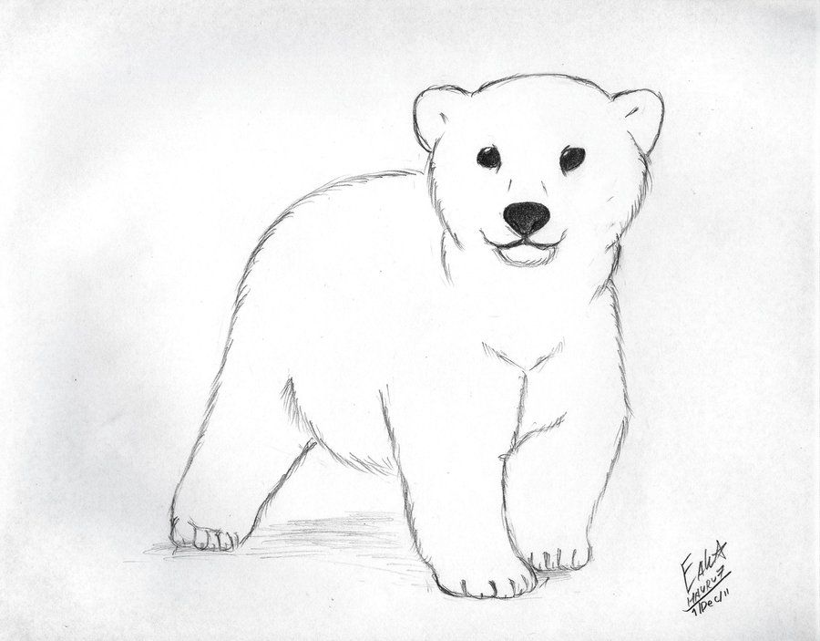 photo How To Draw A Polar Bear Cub Step By Step how to draw a cute polar bear cub part 2