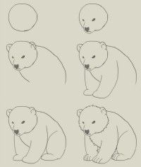 photo How To Draw A Polar Bear Cub Step By Step draw a polar bear cub polar bears