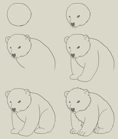 pic How To Draw A Polar Bear Cub Step By Step how to draw polar bear cub drawing
