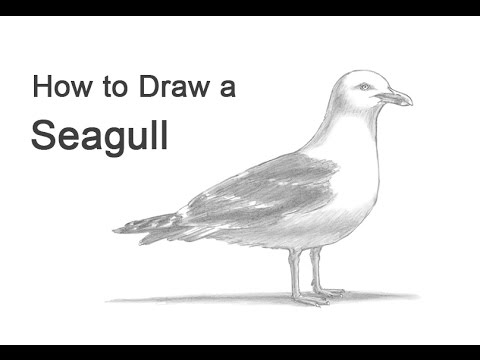 wallpapers How To Draw A Seagull Step By Step seagull really easy drawing tutorial