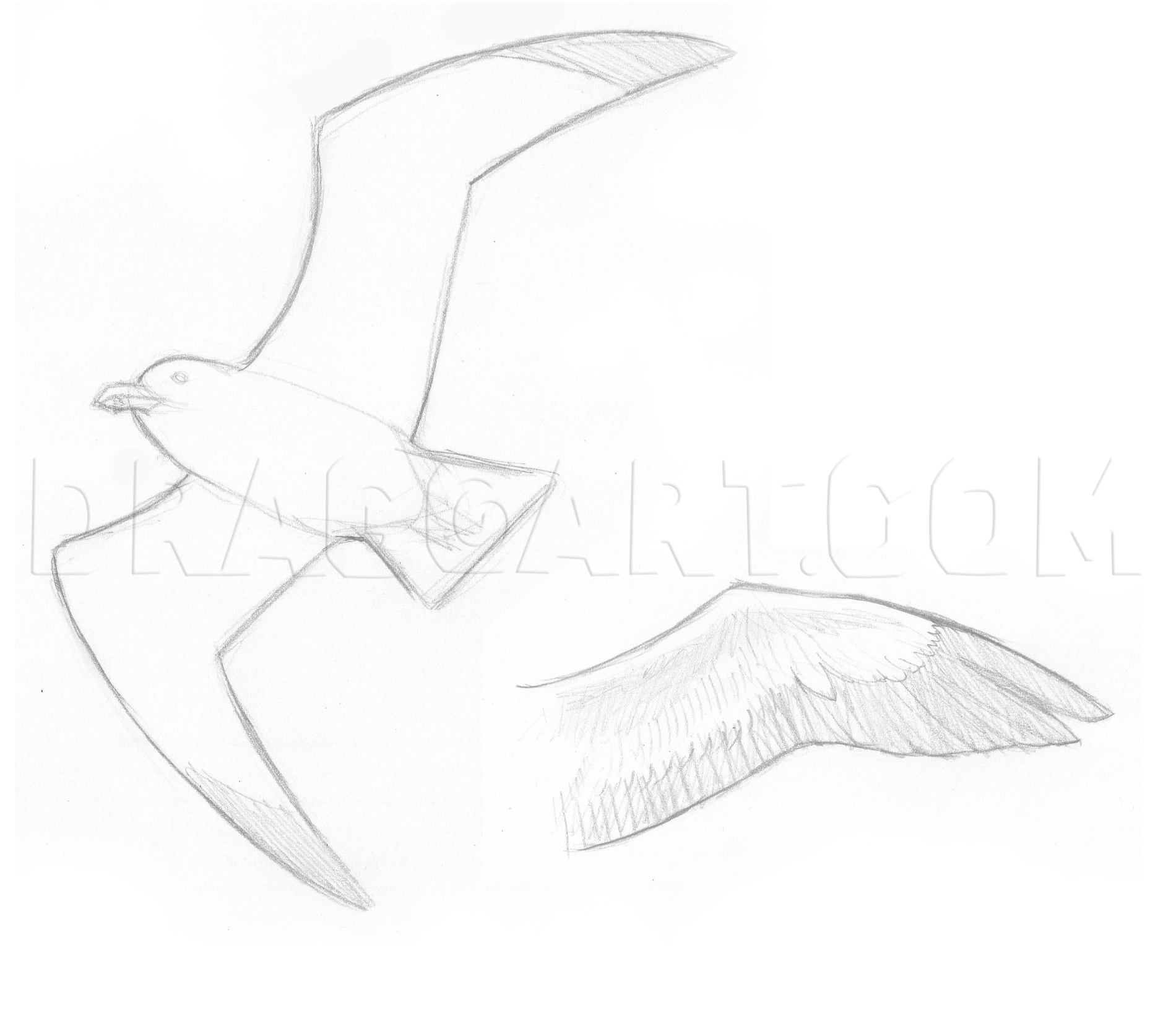wallpapers How To Draw A Seagull Step By Step how to draw a seagull real easy step by step with easy spoken instructions