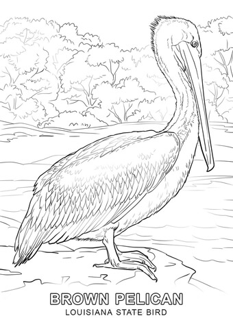 photo How To Draw Louisiana State Bird learn how to draw a brown pelican sea