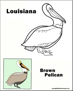 pix How To Draw Louisiana State Bird super coloring