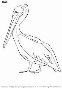 photo How To Draw Louisiana State Bird bird nest brown pelican drawing animal