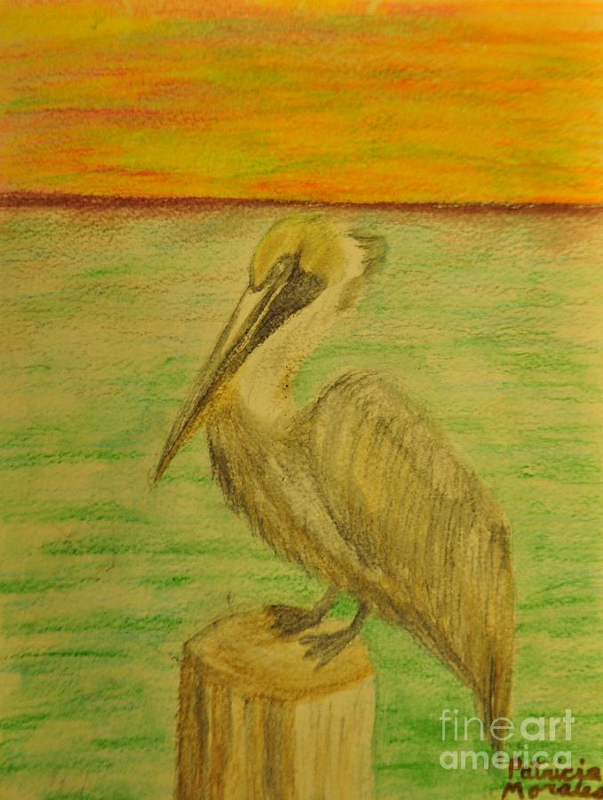 pic How To Draw Louisiana State Bird louisiana state bird brown pelican