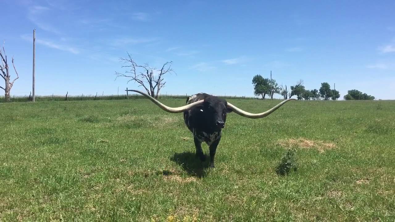 pix Lazy J Longhorns www lazyjlonghorns com