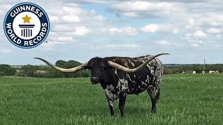 pic Lazy J Longhorns pinterest