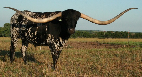 photo Lazy J Longhorns this massive texas longhorn from