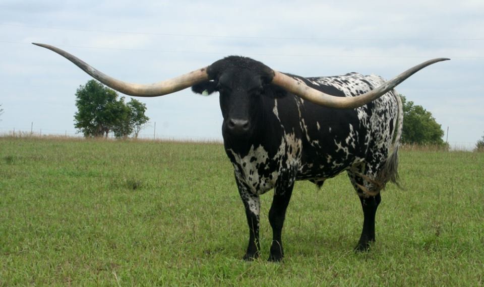 pix Lazy J Longhorns lazy j longhorns
