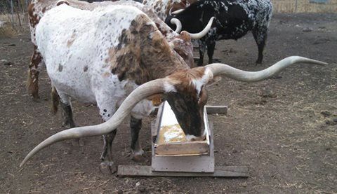 pic Lazy J Longhorns g g longhorns