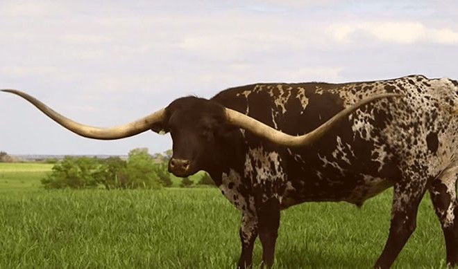 photo Lazy J Longhorns youtube