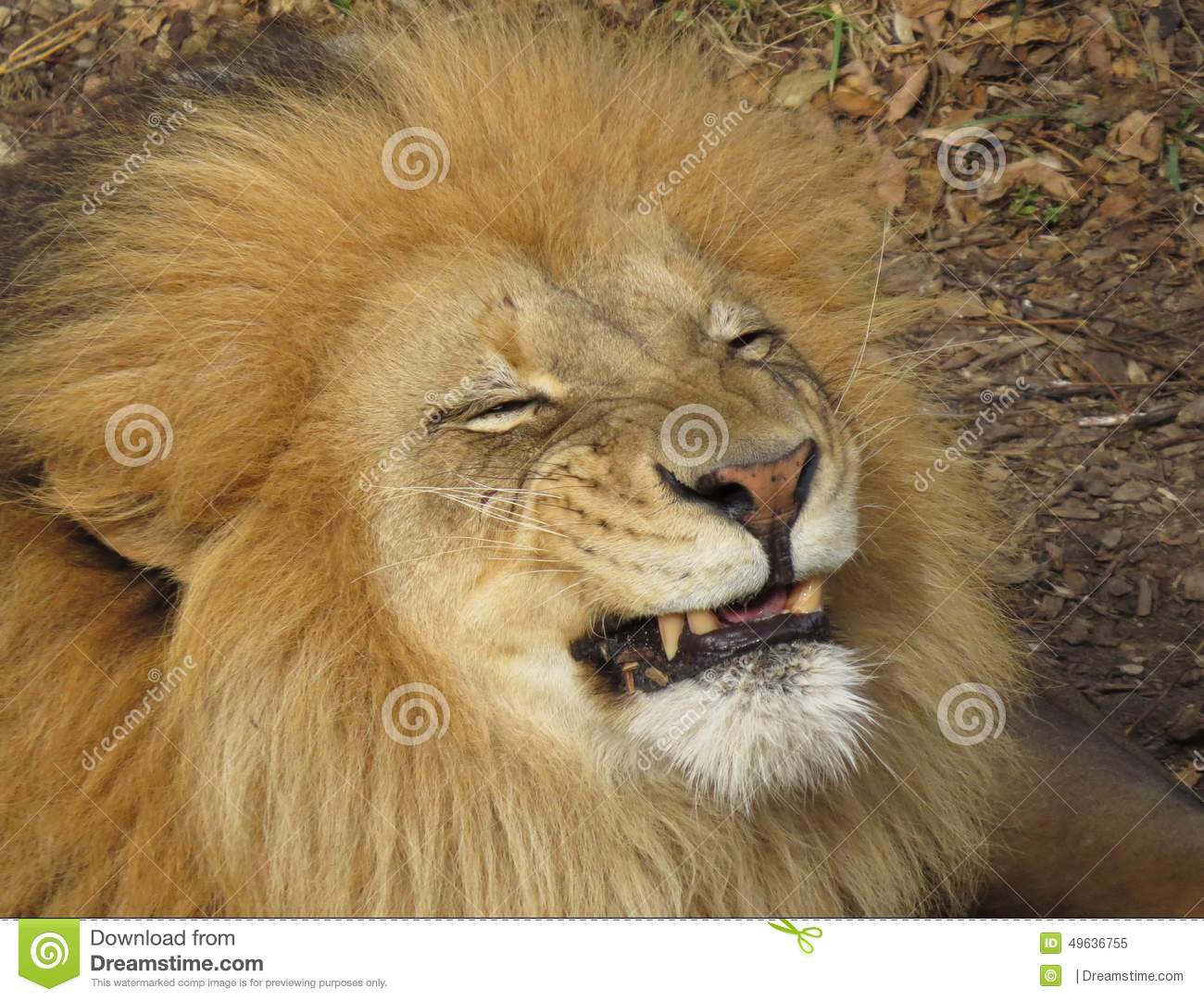 wallpapers Lion Smiley lion emoji