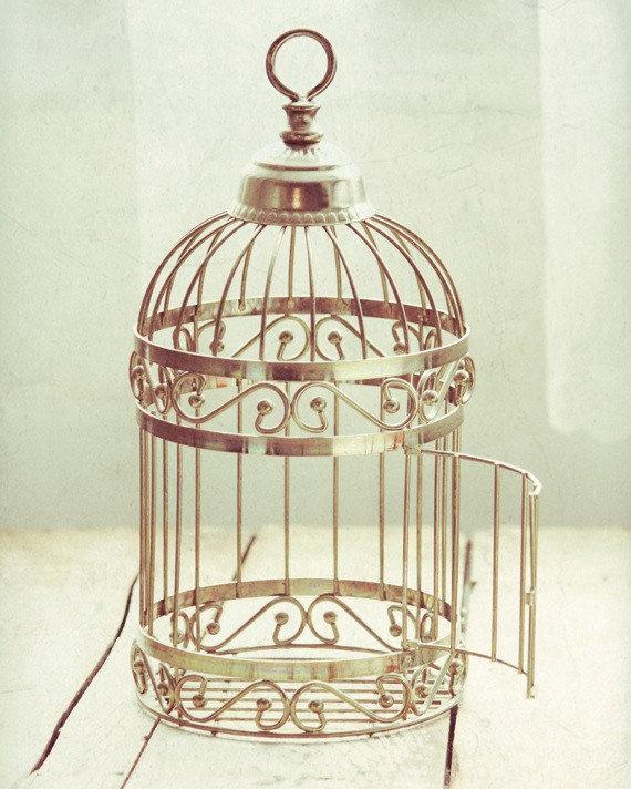pix Modern Birdcage Photography modern birdcage photography north