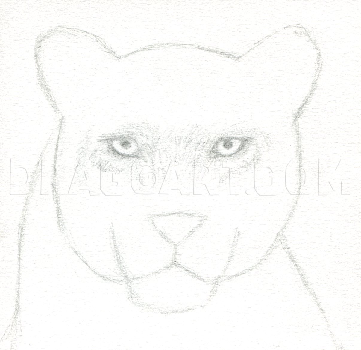 picture Panther Head Drawing how to draw a panther step by step
