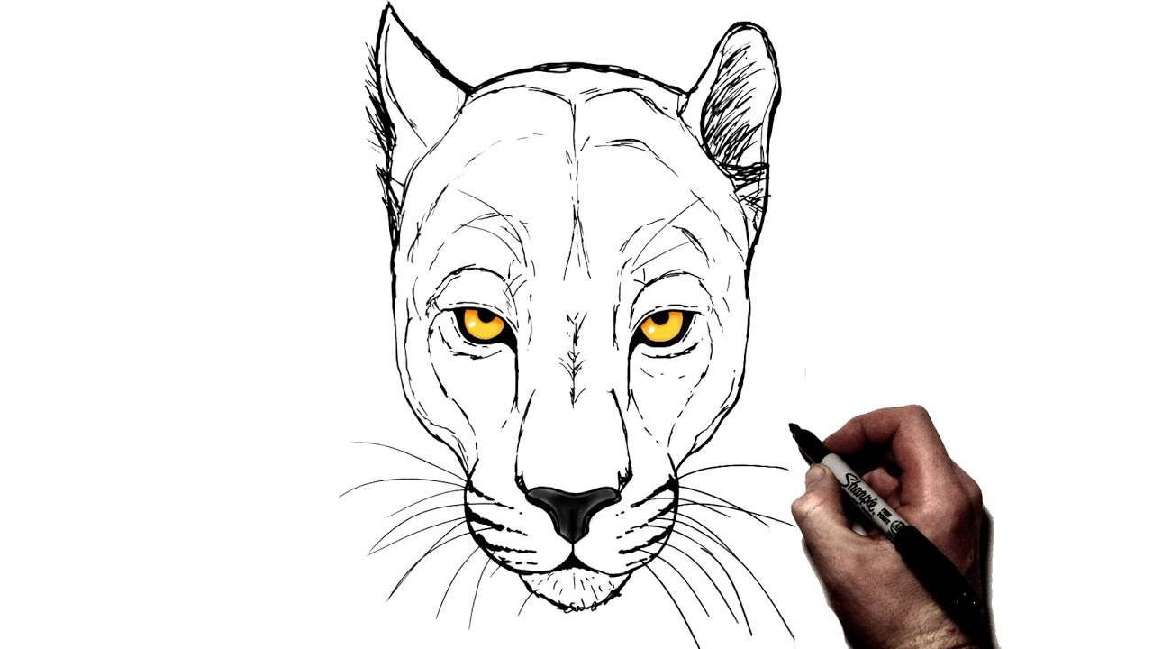 pic Panther Head Drawing pinterest