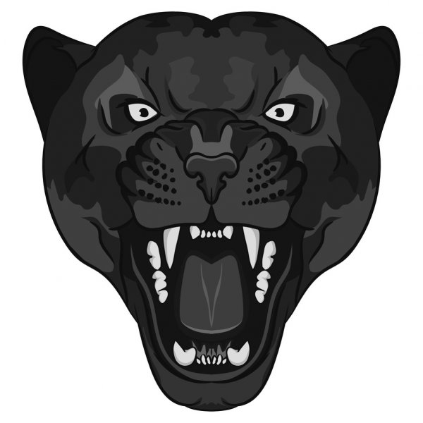 picture Panther Head Drawing how to draw a black panther realistic