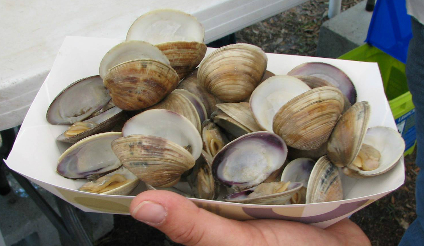 images Sebastian Clam Festival annual festivals events sebastian