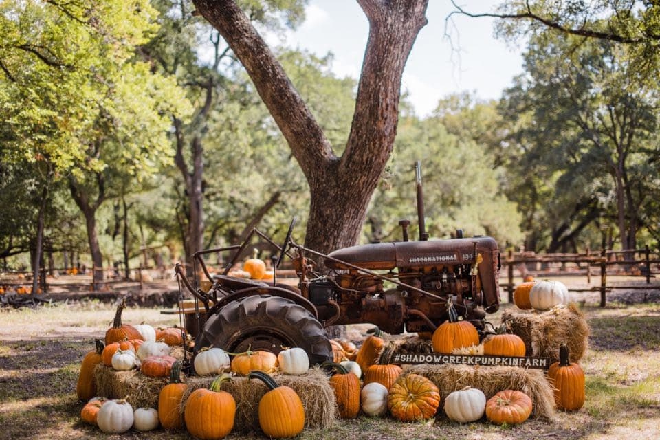 photo Shadow Creek Pumpkin Patch shadow creek pumpkin farm pumpkin patch