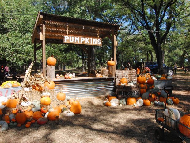 images Shadow Creek Pumpkin Patch pinterest