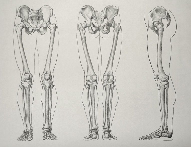 images Skeleton Legs Drawing pencil sketch a skeleton