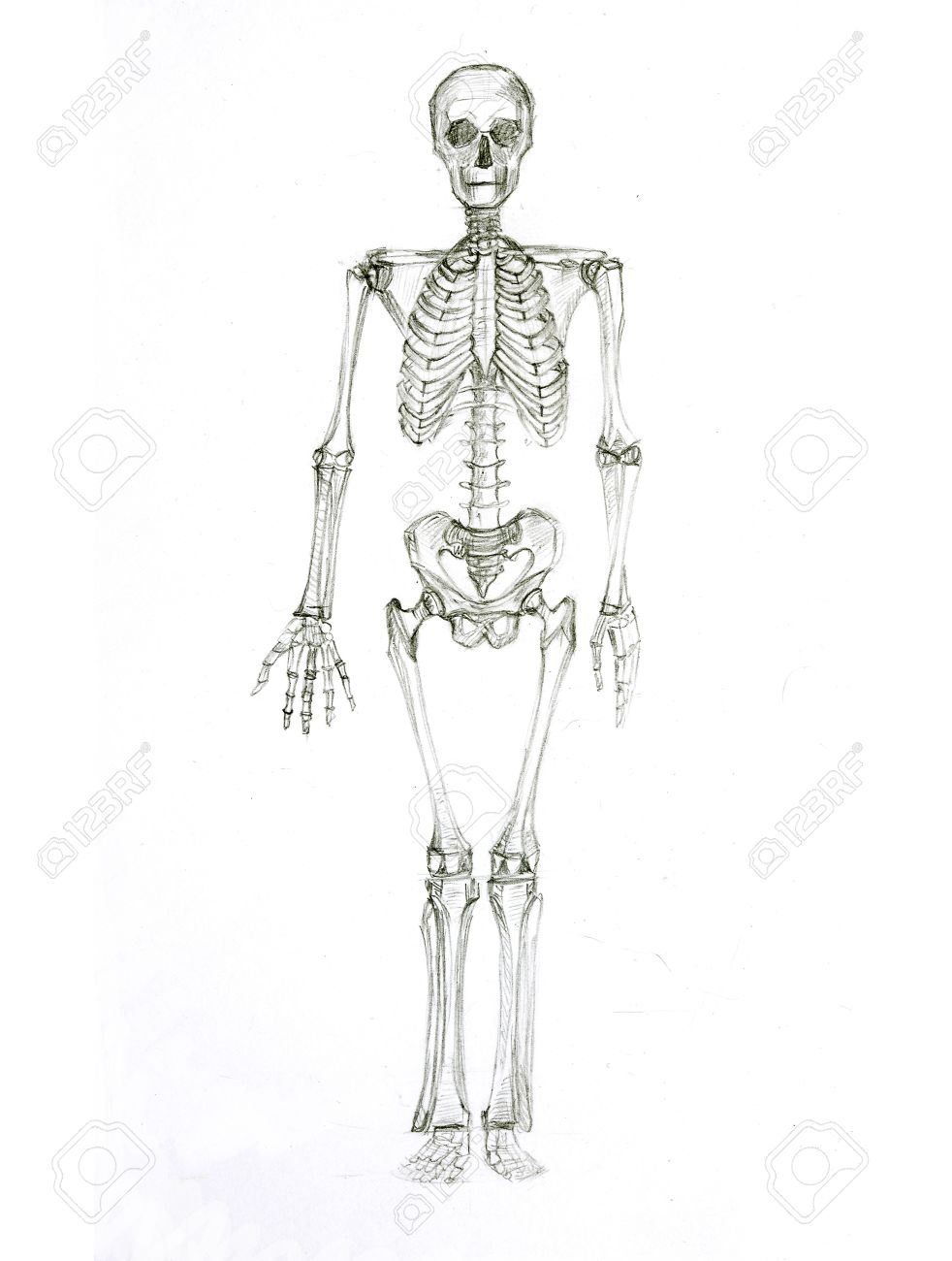 pics Skeleton Legs Drawing wz 260 c499o 1733 skeleton anatomy