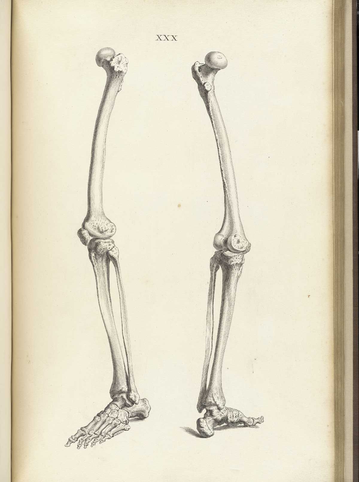 wallpapers Skeleton Legs Drawing https stock adobe com ca images human skeleton hand drawing set do it yourself with moving arms legs skull and wrist vector 133595895 start checkout 1 content id 133595895