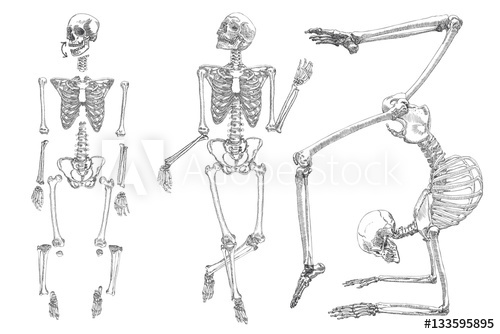 images Skeleton Legs Drawing https www crushpixel com stock vector human bones skeleton standing drawing 880103 html