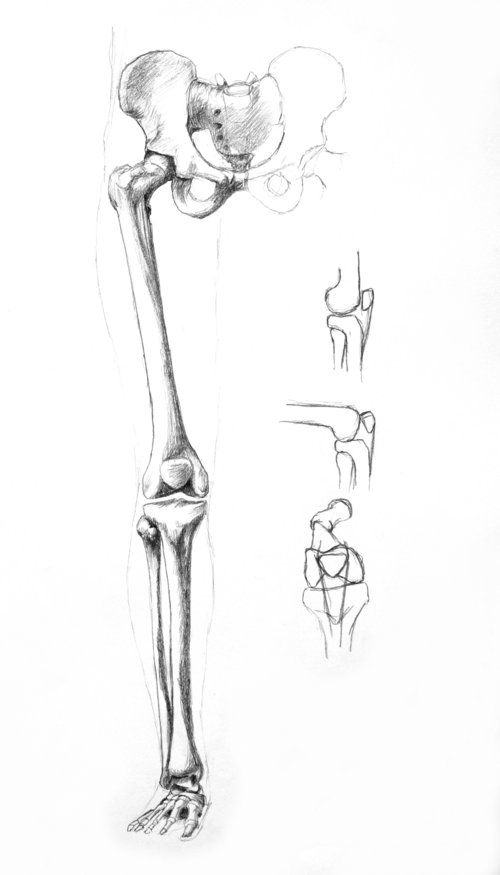 images Skeleton Legs Drawing anatomy drawing