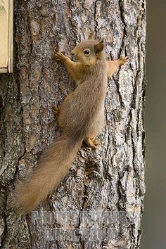pic Squirrel Climbing Tree Drawing how to draw a squirrel climbing a tree