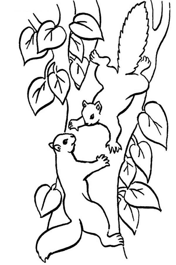 pics Squirrel Climbing Tree Drawing how to draw a squirrel climbing a tree