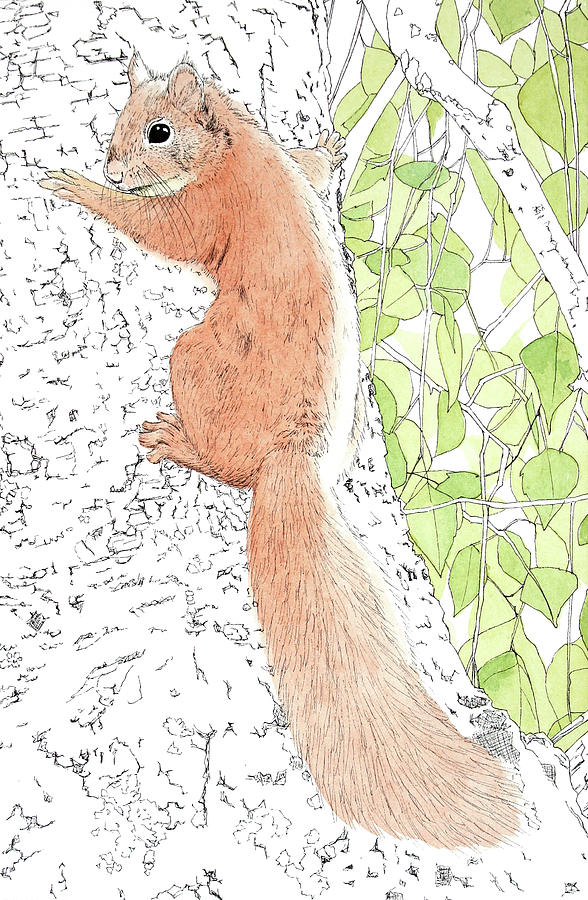 pix Squirrel Climbing Tree Drawing how to draw a squirrel climbing a tree