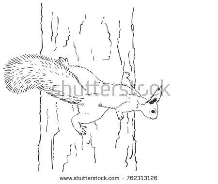 picture Squirrel Climbing Tree Drawing squirrel climbing on tree trunk