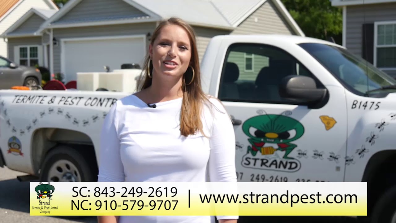 wallpapers Strand Termite And Pest Control strand termite pest control home