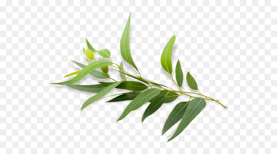 pix Transparent Greenery Clipart https www shutterstock com image vector forest greenery nature vector panoramic transparent 1858239373