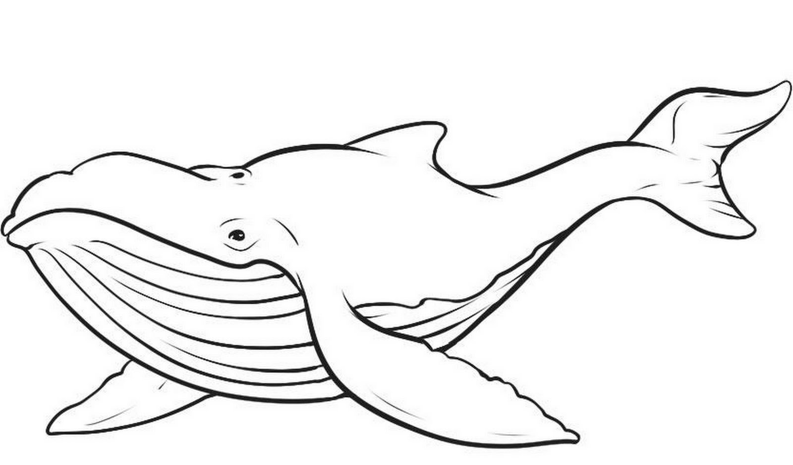 pics Whale Clipart Black And White 570 black and white whale illustrations clip art