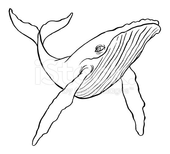images Whale Clipart Black And White whale clipart black and white