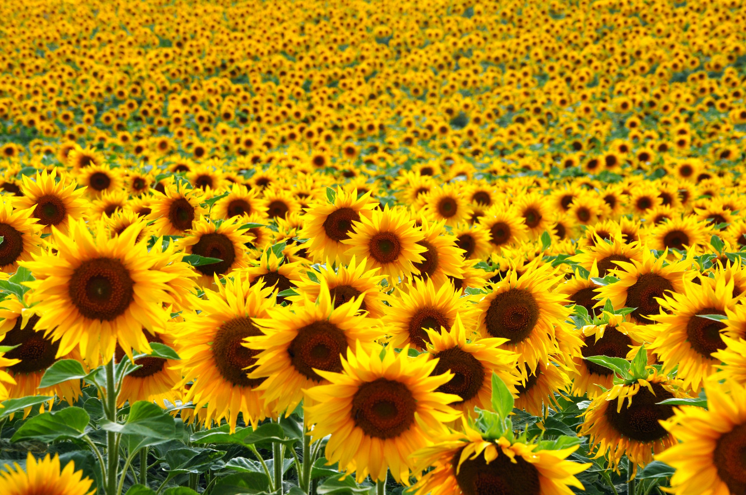images Www Sunflower Images black oil sunflower