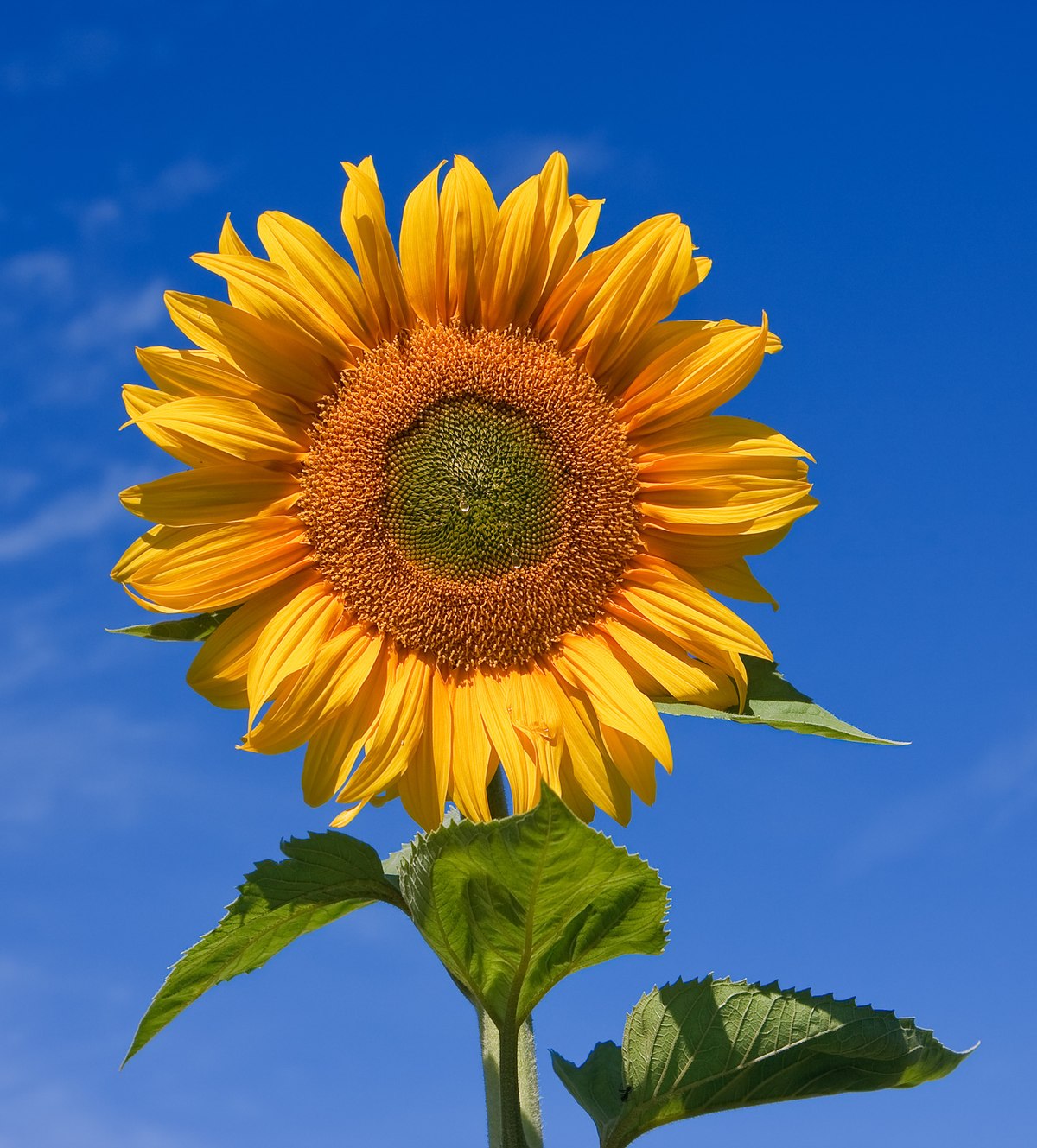pic Www Sunflower Images nutrient rich soil