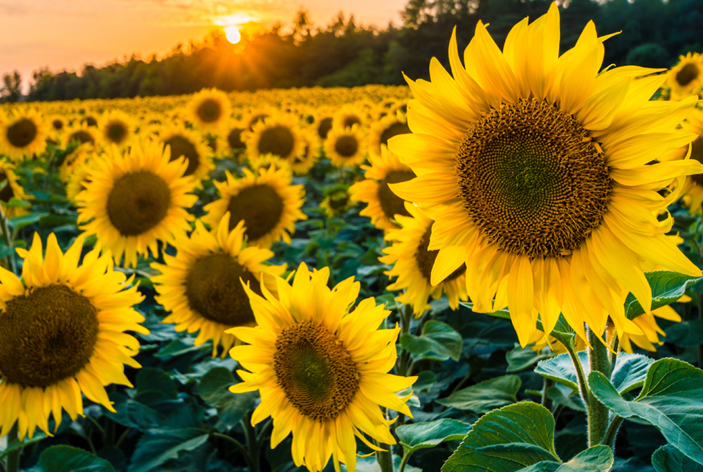 pix Www Sunflower Images types of sunflower oil