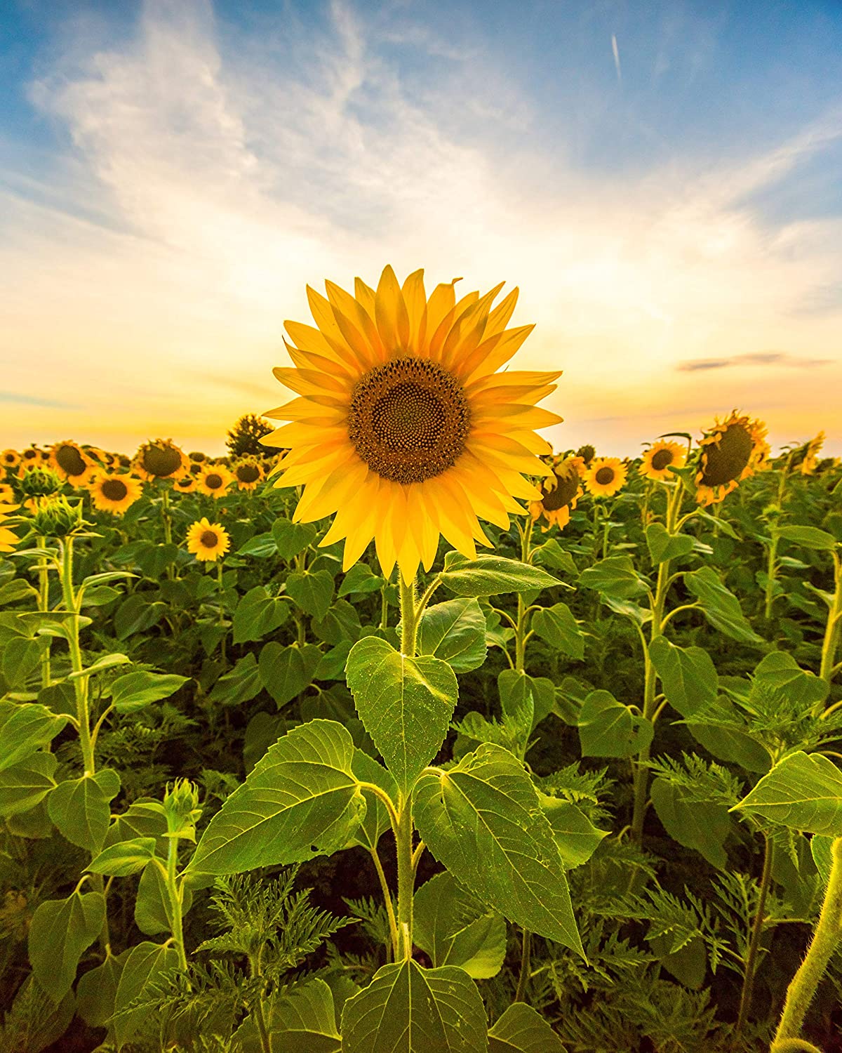photo Www Sunflower Images sunflower seeds for planting to plant mammoth sunflower seeds packet of about 100 flower seeds