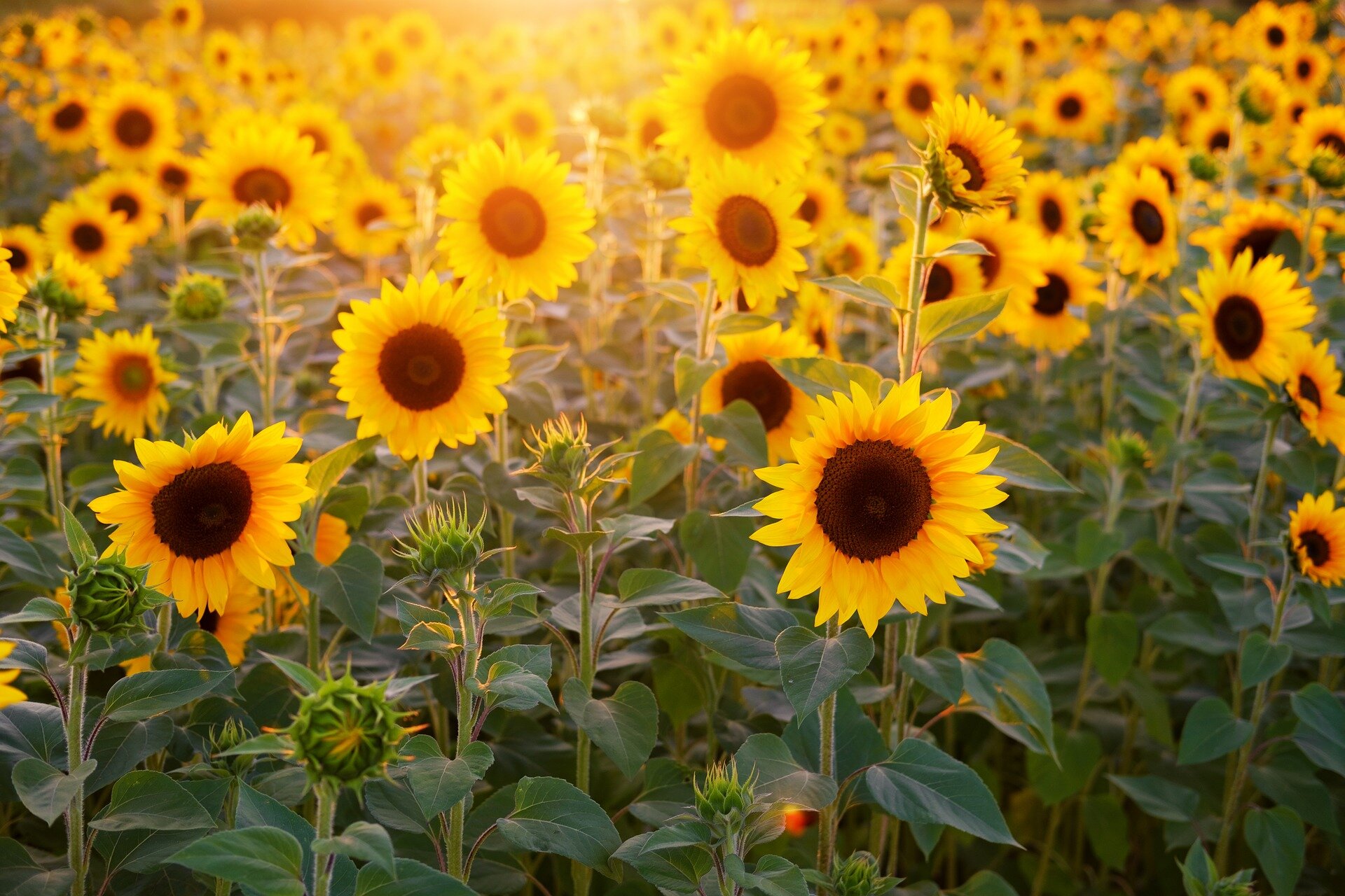 photo Www Sunflower Images helianthus wikipedia