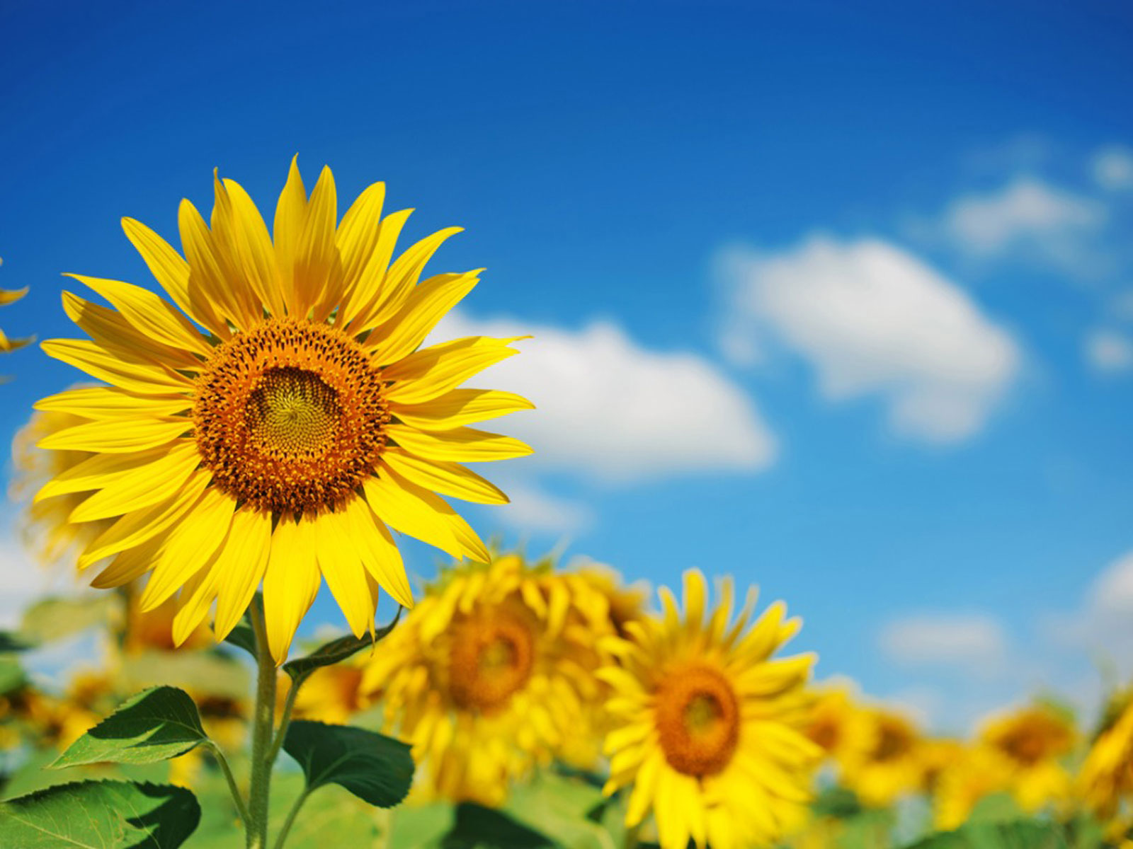 picture Www Sunflower Images smycka artificial flower sunflower yellow 20
