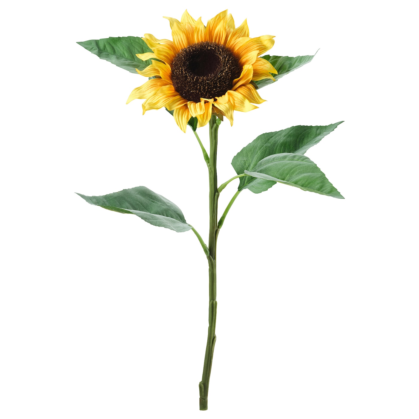 photo Www Sunflower Images sunflowers how to plant grow and