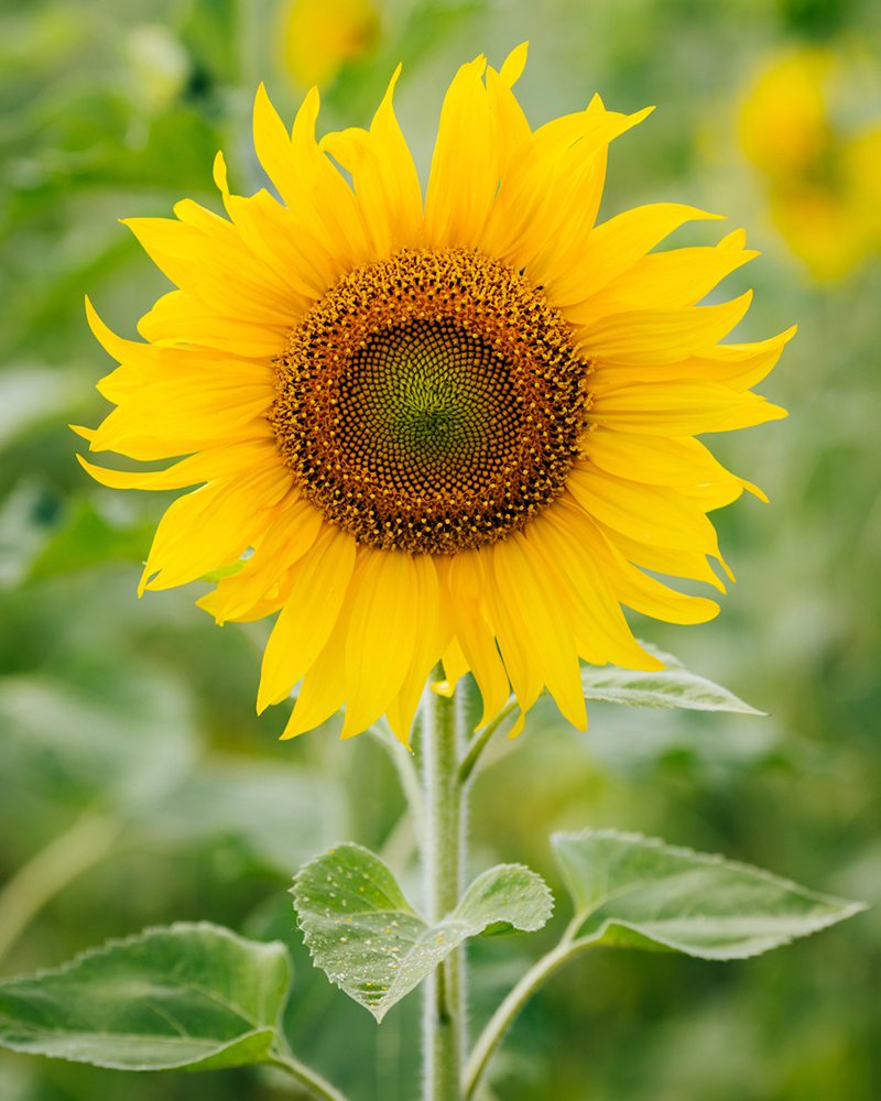 picture Www Sunflower Images 9 texas sunflower fields farms that