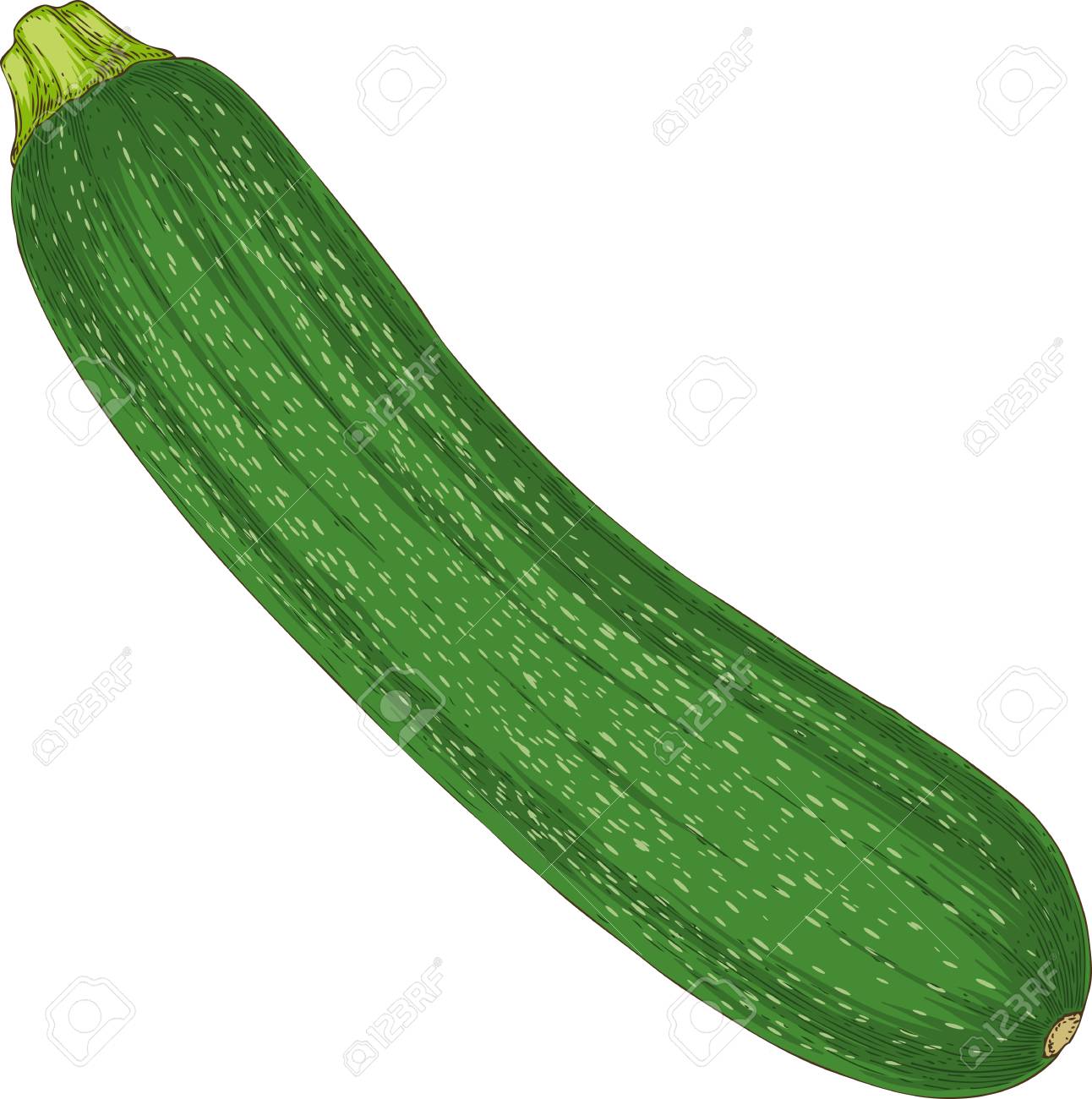 picture Zucchini Clipart Free clipart panda free clipart images